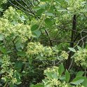 Ptelea trifoliata P2A